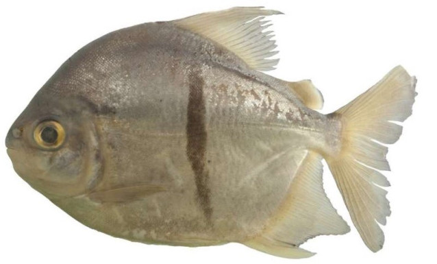 Myloplus sauron, INPA 40824, holotipo, macho, 132,8 mm SL, Brasil, Pará, municipio de Anapu, río Xingu, aguas abajo de la cascada de Tamaracá.