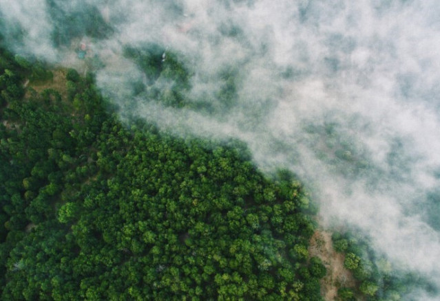 Selva tropical