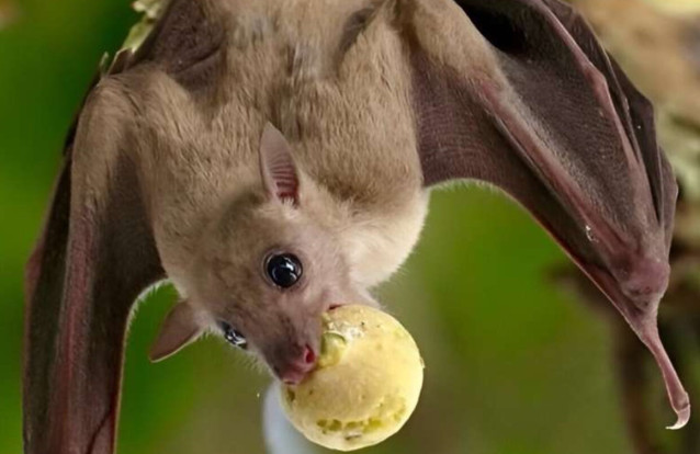Murciélago frugívoro