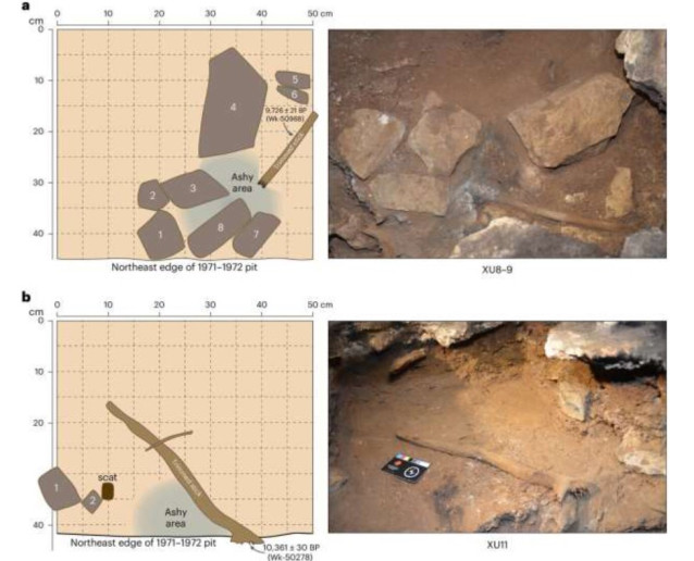 Las dos chimeneas en miniatura con palos recortados inmediatamente después de que fueron expuestas por la excavación en el cuadrado R31 de la cueva de Cloggs, con las bases de los palos aún no separadas de los sedimentos en los que se asientan.