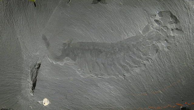 Ejemplar fósil de Opabinia regalis de la pizarra de Burgess en exhibición en el Smithsonian en Washington, D.C.