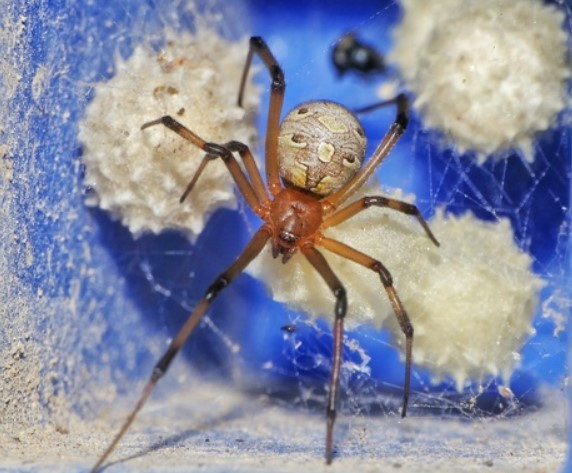 Araña viuda marrón