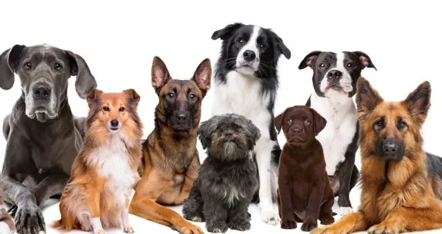 Razas perritos