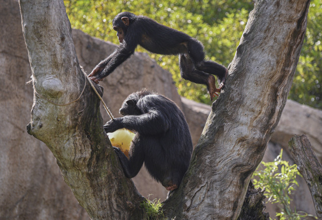 Archivo - Dos chimpancés juegan