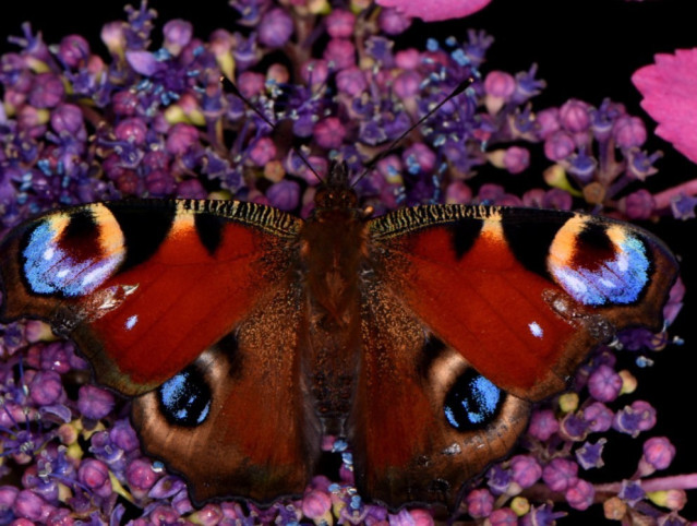 Mariposa pavo real