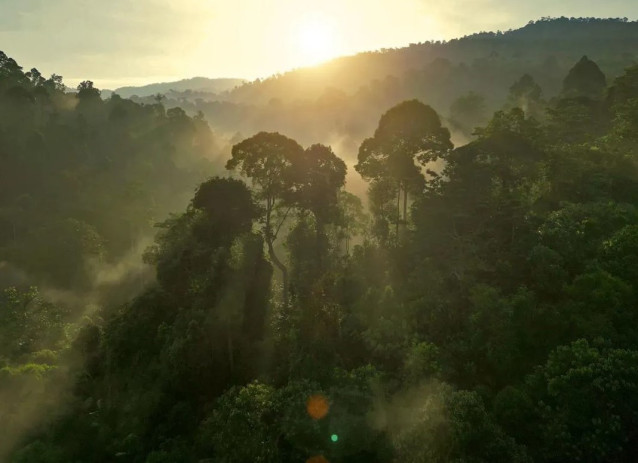 Además de CO2, un nuevo estudio revela que los ábroles actuan como sumidero de metano atmosférico masivo a través de sus cortezas