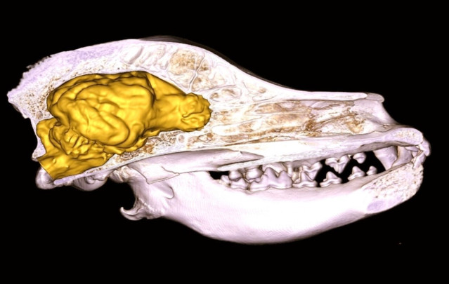 Cerebro del perro
