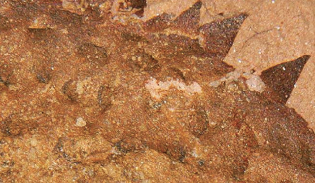 Espinas en una nueva especie de molusco
