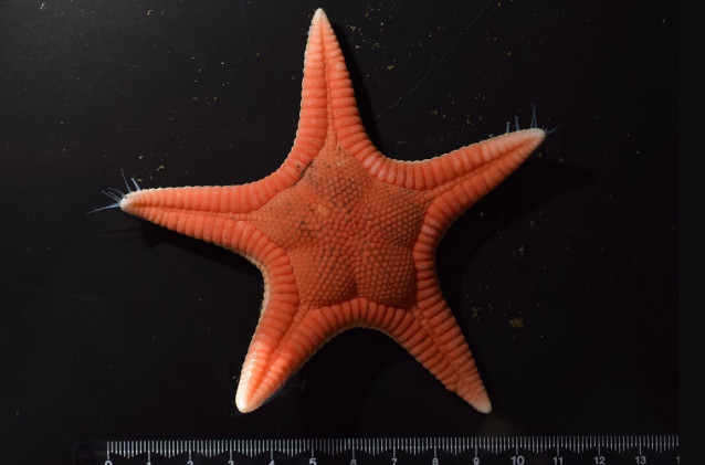 Paragonaster hoeimaruae