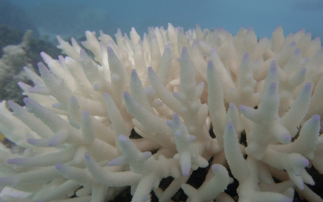 Coral afectado por blanqueamiento