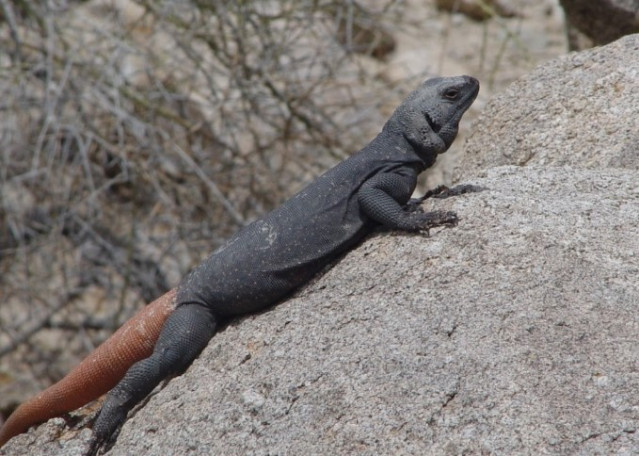 Un chuckwalla macho (un tipo de iguana que habita en el desierto) que fue visto cerca de Phoenix, Arizona.