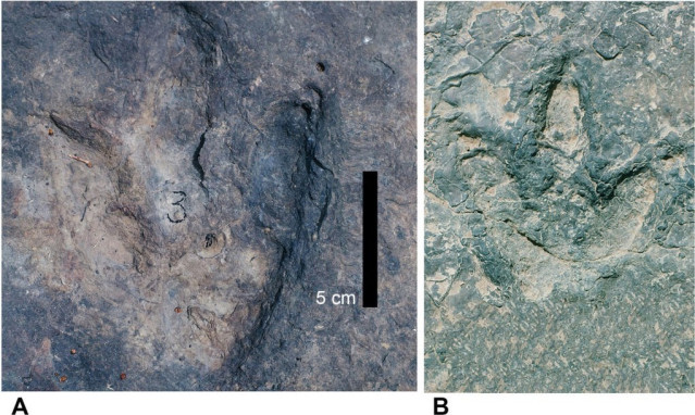 Huellas de dinosaurios coincidentes