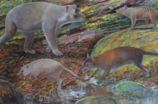 Reconstrucción artística de Nimbacinus peterbridgei (arriba a la derecha) y Ngamalacinus nigelmarveni (abajo a la derecha). También se incluyen los animales no relacionados Kuterintja ngama (arriba a la izquierda) y Gumardee springae (abajo a la izquierda