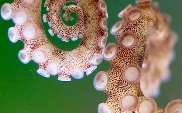 Dos nuevos artículos podrían ayudar a mejorar la comprensión de la función del brazo del pulpo, su desarrollo, evolución y más