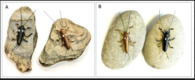 Modelos emparejados de arcilla Zelandoperla negra y marrón (longitud del cuerpo ~25 mm) adheridos a adoquines de río de esquisto (A) y grauvaca (B).