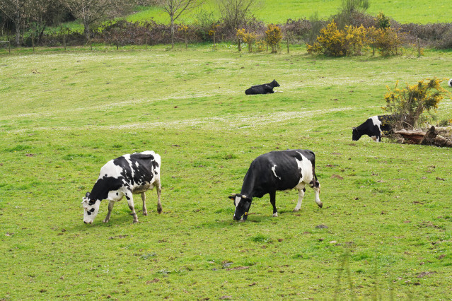 Archivo - Varias vacas lecheras pastorean en la granja Casa Grande de Xanceda, a 26 de marzo de 2022, en Xanceda, A Coruña, Galicia, (España).