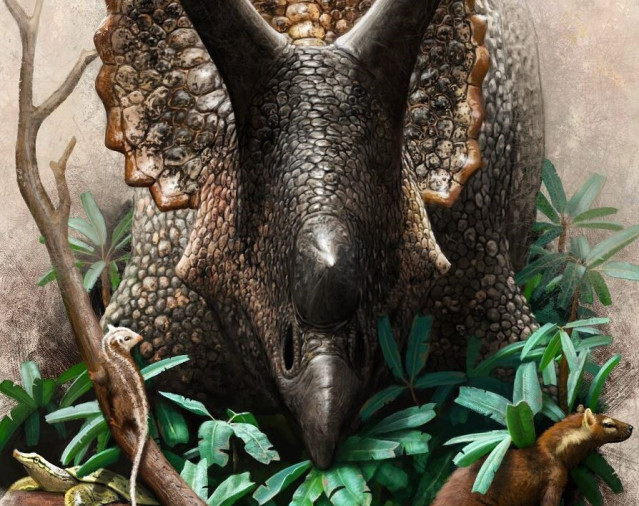 Archivo - Triceratops prorsus comiendo cícadas