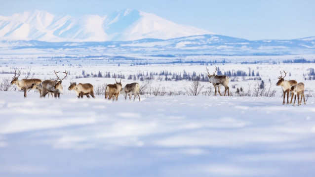 Un grupo de caribúes de la manada de caribúes del Ártico occidental recorre un sendero invernal entre los pueblos de Selawik y Ambler, Alaska, dentro del Refugio Nacional de Vida Silvestre de Selawik.