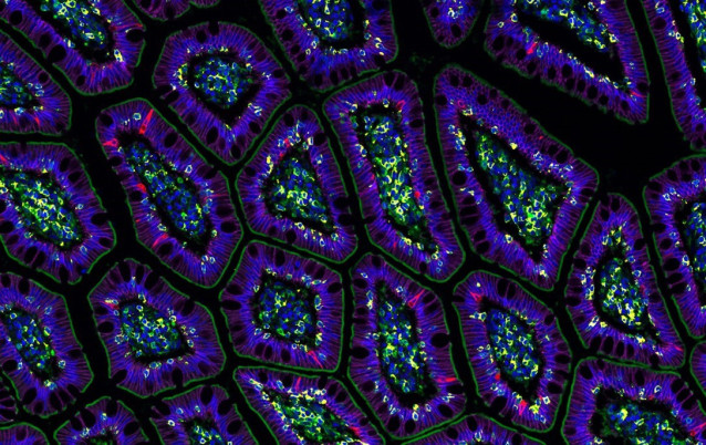 Los investigadores están explorando la primera célula humana virtual del mundo, un modelo impulsado por IA diseñado para simular el comportamiento complejo de las biomoléculas, células y tejidos humanos.