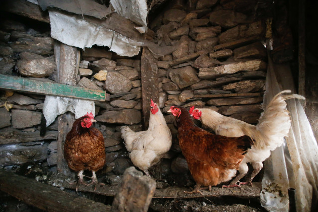 Archivo - Varias gallinas en un corral, a 6 de marzo de 2024, en Bóveda, Lugo, Galicia (España). Dado que muchos propietarios de corrales domésticos de gallinas para autoconsumo aún no lo han hecho, el Ayuntamiento de Bóveda les ofrece ayuda para que los