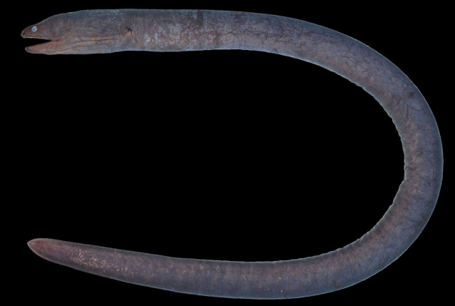 Espécimen de Uropterygius hades