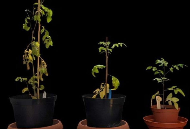 Plantas de tomate genéticamente idénticas cultivadas en tres entornos diferentes. La condición de control representa un suelo bueno y sin hacinamiento (que representa el momento en que los seres humanos cultivaron las plantas y las alimentaron y regaron).
