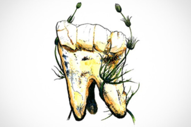 Los isótopos de nitrógeno en el esmalte dental no muestran evidencia de consumo de carne en Australopithecus