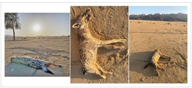 Nuevo registro de hiena manchada en Egipto (triángulo) en relación con el rango de distribución conocido (línea discontinua) y el área de corredor potencial (línea discontinua en negrita) en la que se calcularon los valores de NDVI entre 1984 y 2022