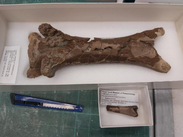 El hueso del cuello fosilizado de un pterosaurio juvenil descubierto (abajo) comparado con el hueso del cuello de un pterosaurio adulto