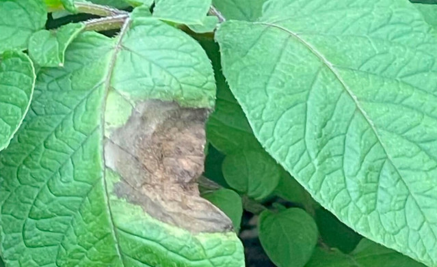 Una planta en Irlanda con la enfermedad del tizón tardío