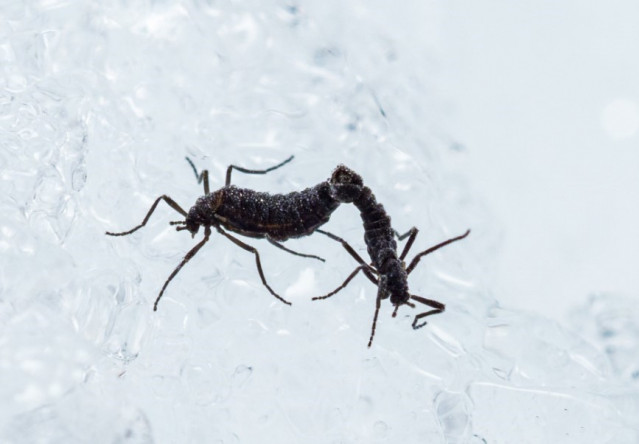El mosquito antártico es el único insecto conocido nativo de la Antártida.