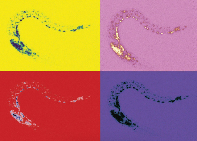 Un estudio de CSIC-UMH revela un mecanismo 'clave' para controlar la actividad que regula la identidad neuronal.