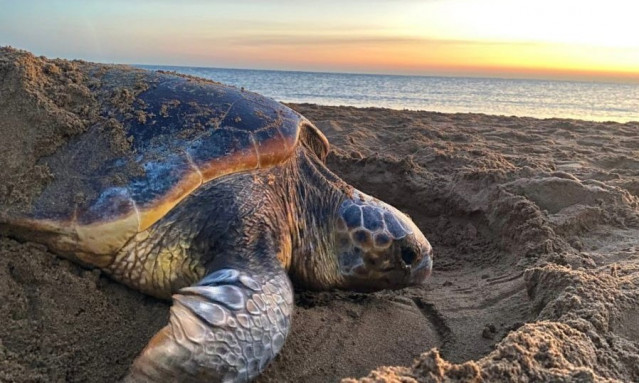 Una anidación de tortuga boba.