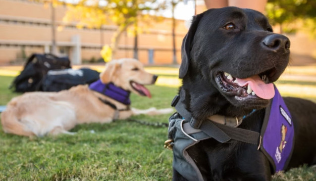 La percepción humana de las emociones de los perros está influenciada por factores externos