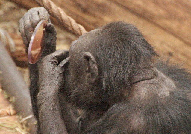 Este chimpancé pasó la prueba del espejo en el estudio de Massen. Se vio un grano en la cara en el espejo e intentó quitárselo.