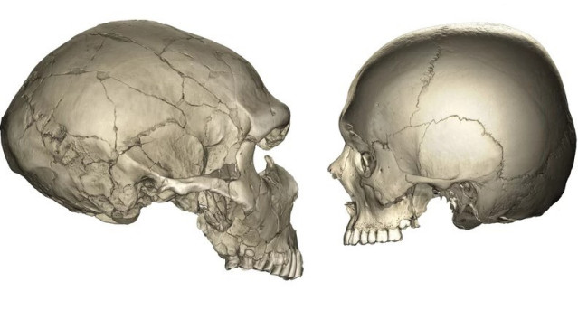 Izquierda: Tomografía computarizada (TC) de un fósil neandertal (La Ferrassie 1). Derecha: Tomografía computarizada de un humano moderno.