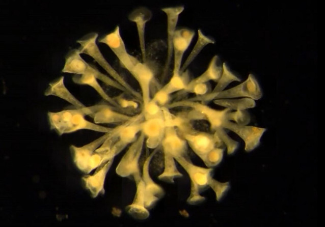 Pistas de partículas que representan el campo de flujo del Stentor individual.