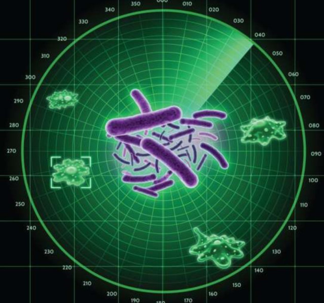 La bacteria fitopatógena Pseudomonas syringae (centro) detecta a sus depredadores amebales con un radar químico y los elimina.