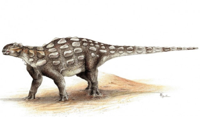 Las nuevas huellas de dinosaurio, denominadas Ruopodosaurus clava, fueron hechas por dinosaurios anquilosáuridos acorazados. Si bien se desconoce la especie exacta que las dejó, es probable que fueran similares a las de Gobisaurus o Jinyunpelta.
