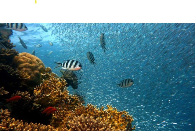 Teniendo en cuenta las políticas actuales y el calentamiento global resultante, la estimación más conservadora es un riesgo del 62% de que se desencadenen estos puntos de inflexión en promedio.