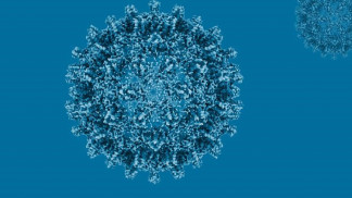 Archivo - Reconstrucción estructural criomicroscópica de una cápside central del virus de la hepatitis B.