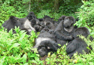 Una familia de gorilas de montaña descansa junta en el Parque Nacional de los Volcanes, Ruanda. Descansar en contacto físico es un indicador de estrechas relaciones sociales y tolerancia entre los g