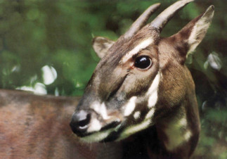 El saola (Pseudoryx nghetinhensis), una especie rara y en peligro de extinción, no ha sido visto en estado salvaje desde 2013.