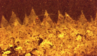 Shishania aculeata no es un molusco sino un ancestro de las esponjas