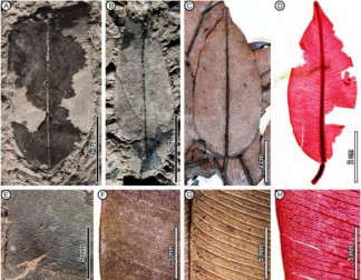Arquitectura de las hojas de especies fósiles (A, B, E) y comparables existentes (C, D, F–H) de Dryobalanops