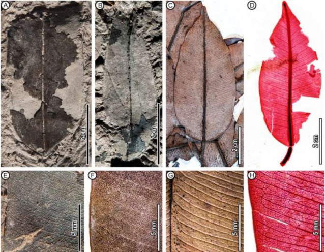 Arquitectura de las hojas de especies fósiles (A, B, E) y comparables existentes (C, D, F–H) de Dryobalanops