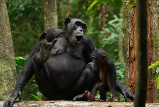 Los chimpancés Asanti y Akuna vocalizan. Un nuevo estudio demuestra que los chimpancés salvajes utilizan diversas combinaciones de llamadas para ampliar su comunicación.