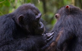 Acicalamiento social entre dos chimpancés en el bosque de Budongo.