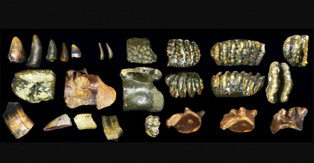 Restos arqueológicos relacionados con Homo erectus hallados bajo el agua en Java