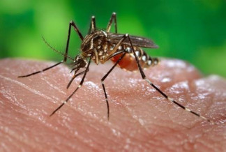 Archivo - Mosquito de la fiebre amarilla.